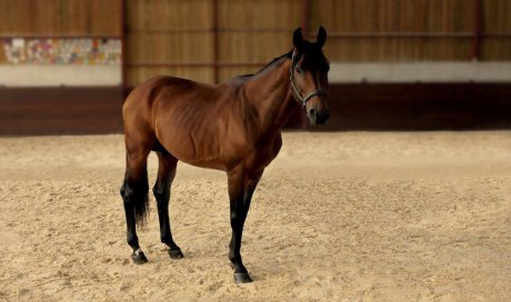 Réfection et rénovation de manège pour chevaux à Baulon